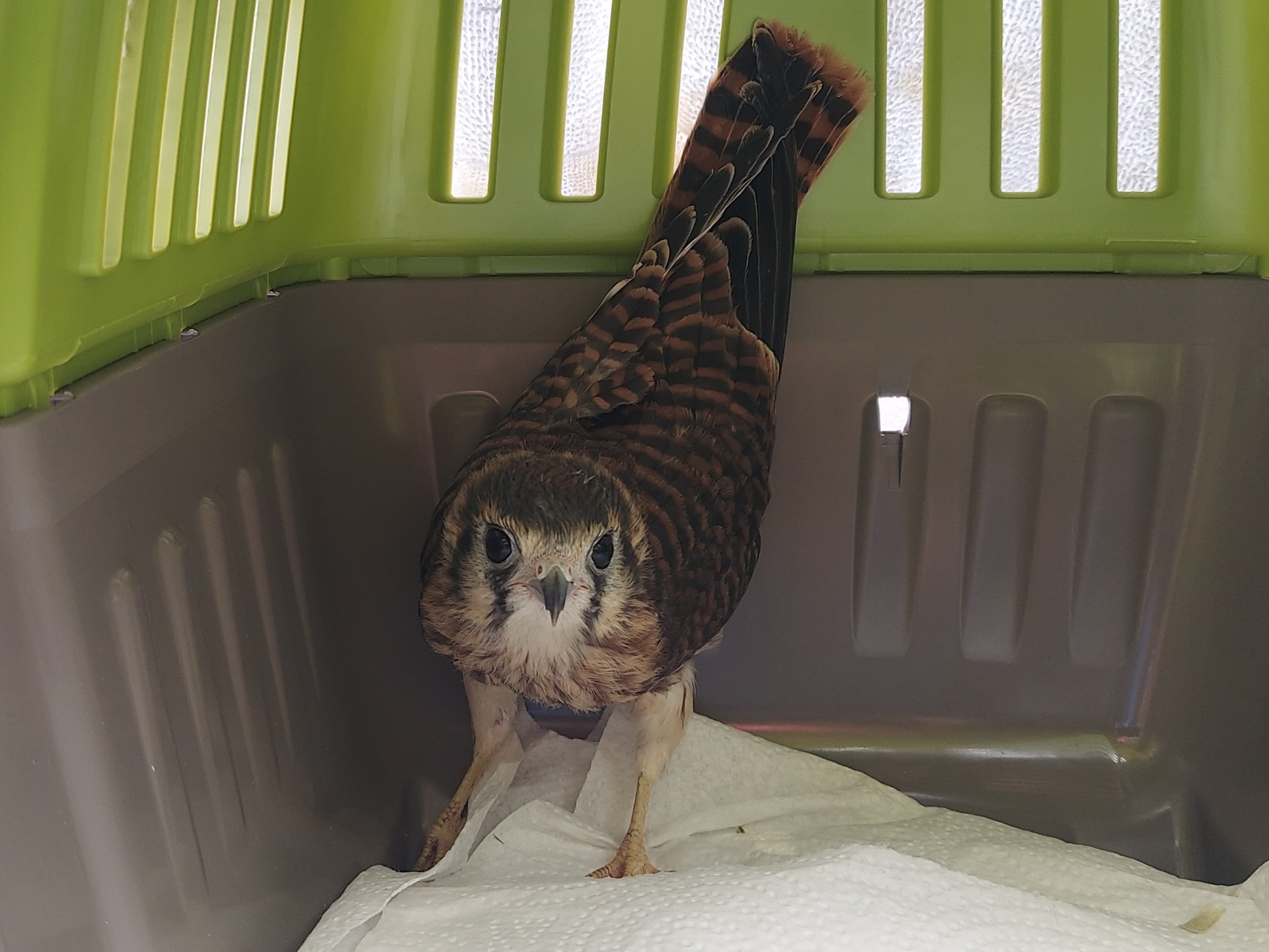 Group releases rescued birds in Sheridan | News, Sports, Jobs - Vimarsana News